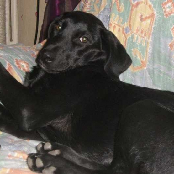Image pour l'annonce A placer contre bon soins labrador x berger des pyrénées