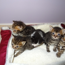 Image pour l'annonce Donne chatons tigrés
