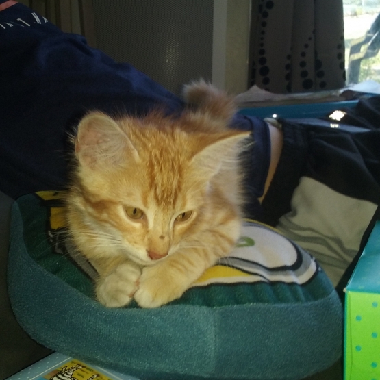 Image pour l'annonce Donne chaton contre bons soins
