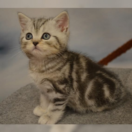 Image pour l'annonce Chatons tigrés  à donner