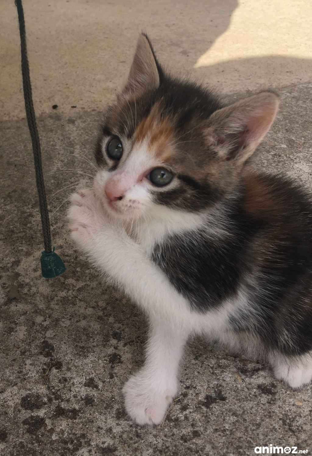 Donne chatons MaineetLoire (49) GRATUIT sur