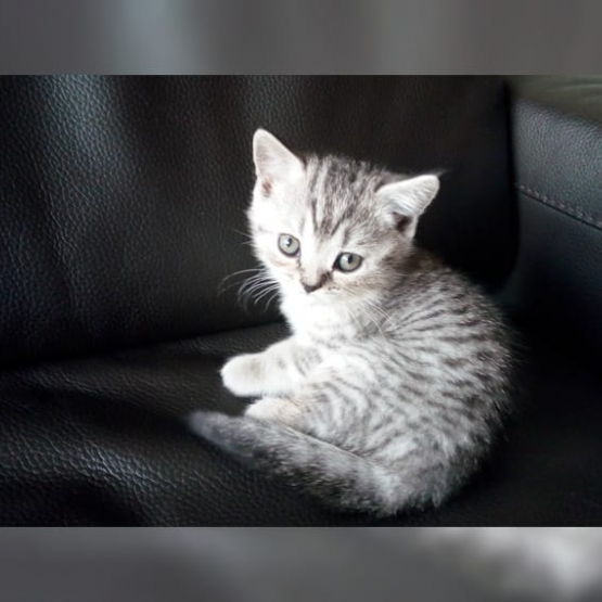 Image pour l'annonce Donne deux  chatons