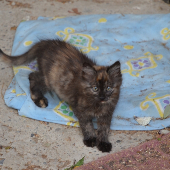 Image pour l'annonce donne 3 chatons