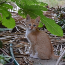 Image pour l'annonce donne 3 chatons