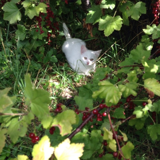 Image pour l'annonce 3 chatons a donner
