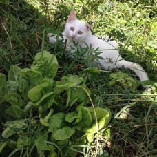 Image pour l'annonce 3 chatons a donner