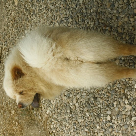 Image pour l'annonce LORD MALE CHOW CHOW BLANC