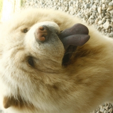 Image pour l'annonce LORD MALE CHOW CHOW BLANC