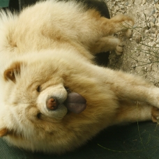 Image pour l'annonce LORD MALE CHOW CHOW BLANC