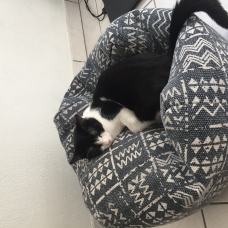 Image pour l'annonce Chaton de 5 mois recherche une famille