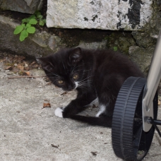 Image pour l'annonce donne chatons male et femelles