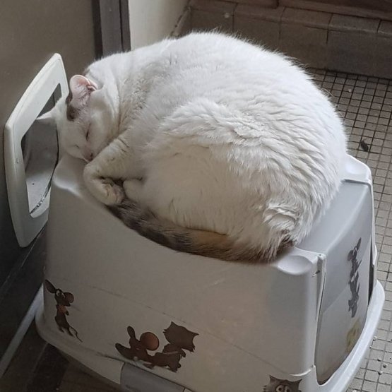 Image pour l'annonce Donne chat blanc cause déménagement