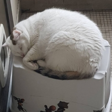 Image pour l'annonce Donne chat blanc cause déménagement