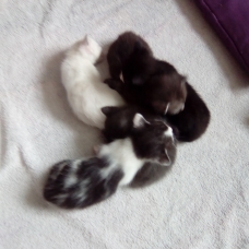 Image pour l'annonce Donne chaton