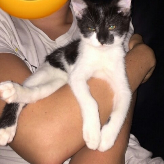Image pour l'annonce Donne contre bon soin chaton