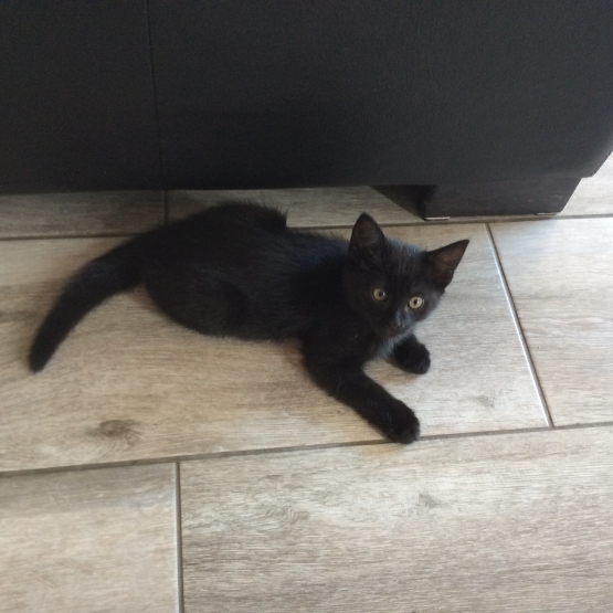 Image pour l'annonce Chatons à donner