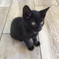 Image pour l'annonce Chatons à donner