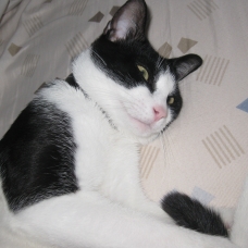 Image pour l'annonce je donne chat nOIR et blanc