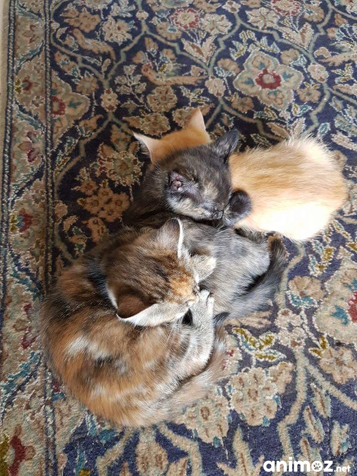Donné chatons Yvelines Yvelines (78) GRATUIT sur