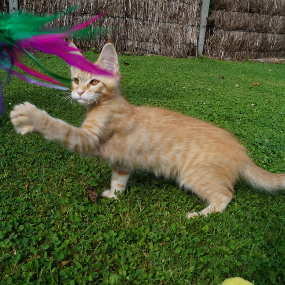 Image pour l'annonce chatons maine coon LOOF