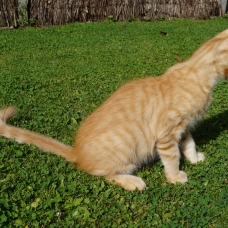 Image pour l'annonce chatons maine coon LOOF