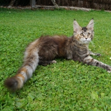 Image pour l'annonce chatons maine coon LOOF