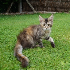 Image pour l'annonce chatons maine coon LOOF
