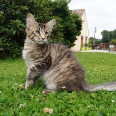 Image pour l'annonce chatons maine coon LOOF