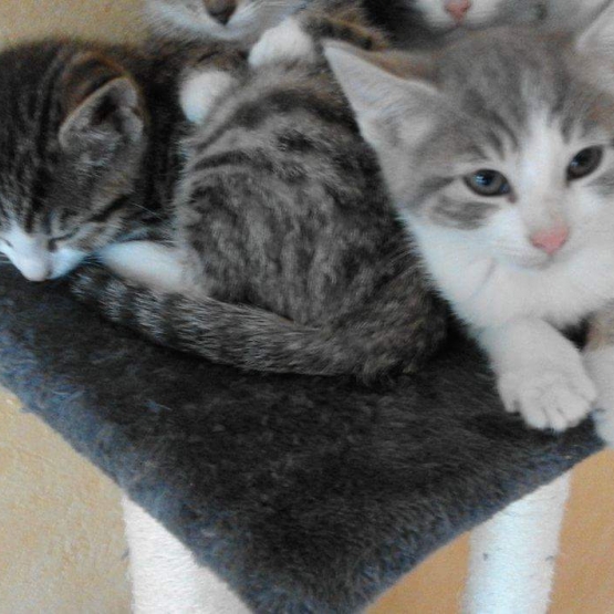 Image pour l'annonce donne chaton