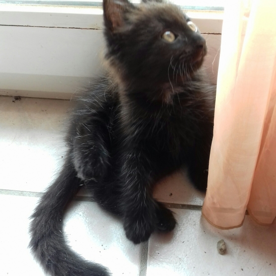 Image pour l'annonce donne chaton