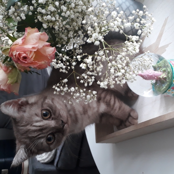 Image pour l'annonce Chaton british shorthair