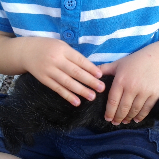Image pour l'annonce donne chaton femelle noire