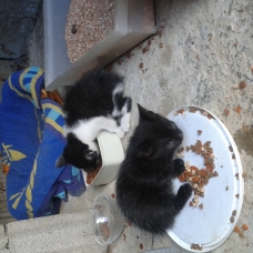 Image pour l'annonce donne chaton femelle noire
