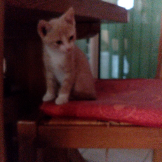 Image pour l'annonce Donne chaton