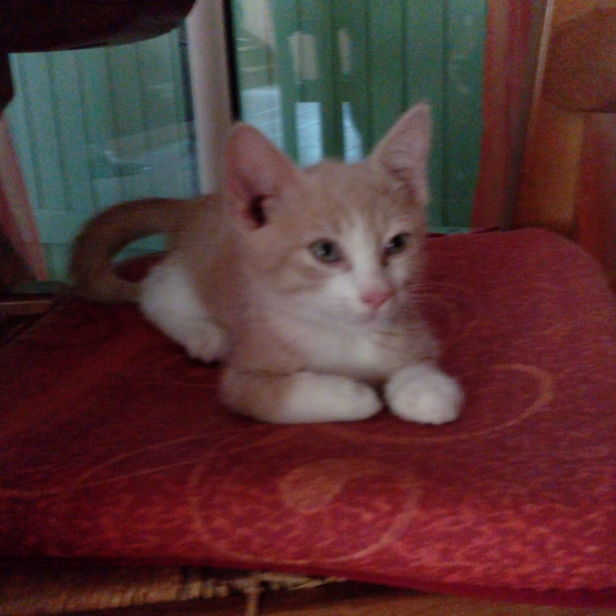 Image pour l'annonce Donne chaton