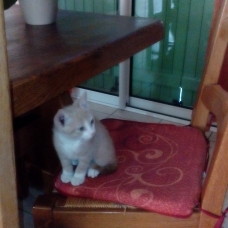 Image pour l'annonce Donne chaton