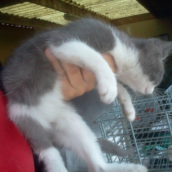 Image pour l'annonce Donne chatons