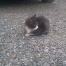 Image pour l'annonce Donne chatons