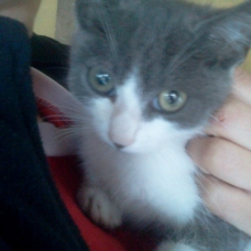 Image pour l'annonce Donne chatons