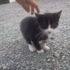 Image pour l'annonce Donne chatons