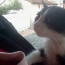 Image pour l'annonce Donne chatons