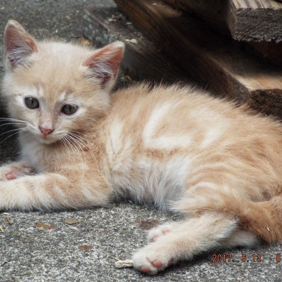 Image pour l'annonce donne chatons