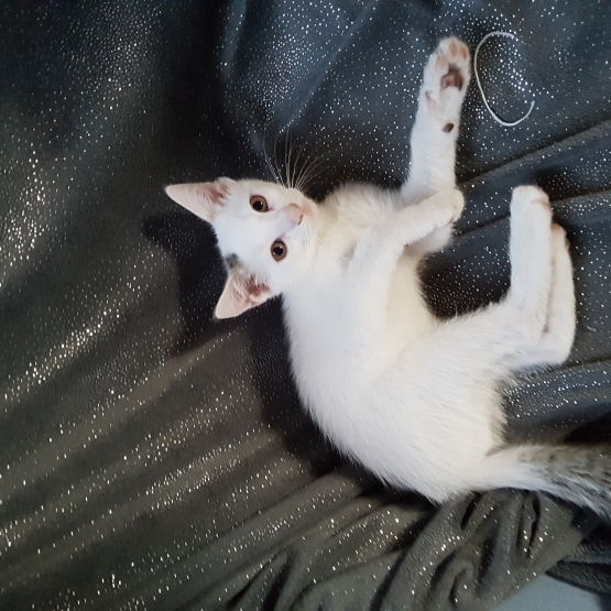 Image pour l'annonce Donne chaton mâle