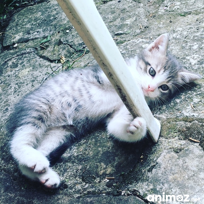 Deux chatons à donner SeineetMarne (77) GRATUIT sur