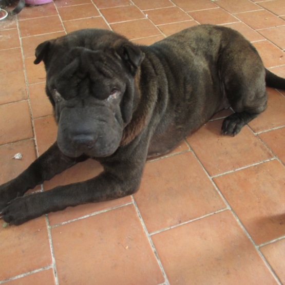 Image pour l'annonce donne shar-pei