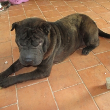 Image pour l'annonce donne shar-pei