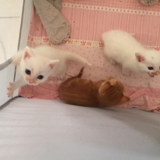 Image pour l'annonce Donne 4 Chatons males/femelles