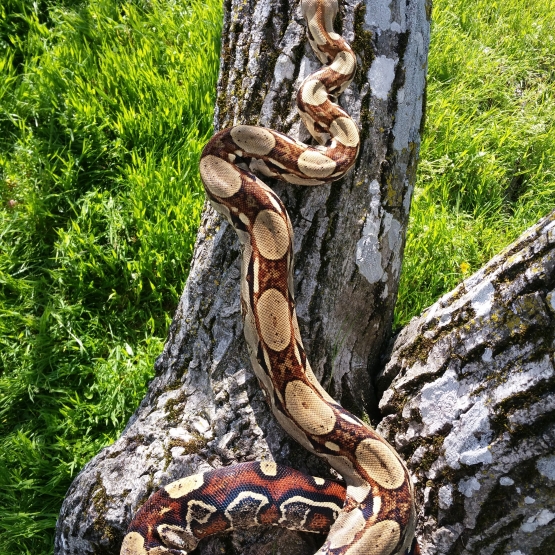 Image pour l'annonce Boa Constricteur Imperator Colombien