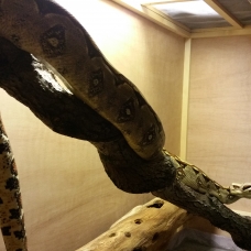 Image pour l'annonce Boa Constricteur Imperator Colombien