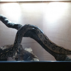 Image pour l'annonce Boa Constricteur Imperator Colombien